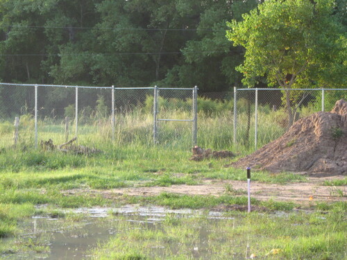 chain link fence on a property in stafford