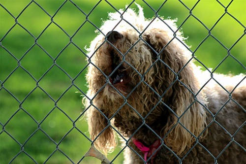 dog behind a fence