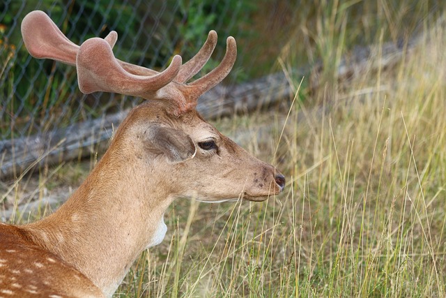 deer next to a fence